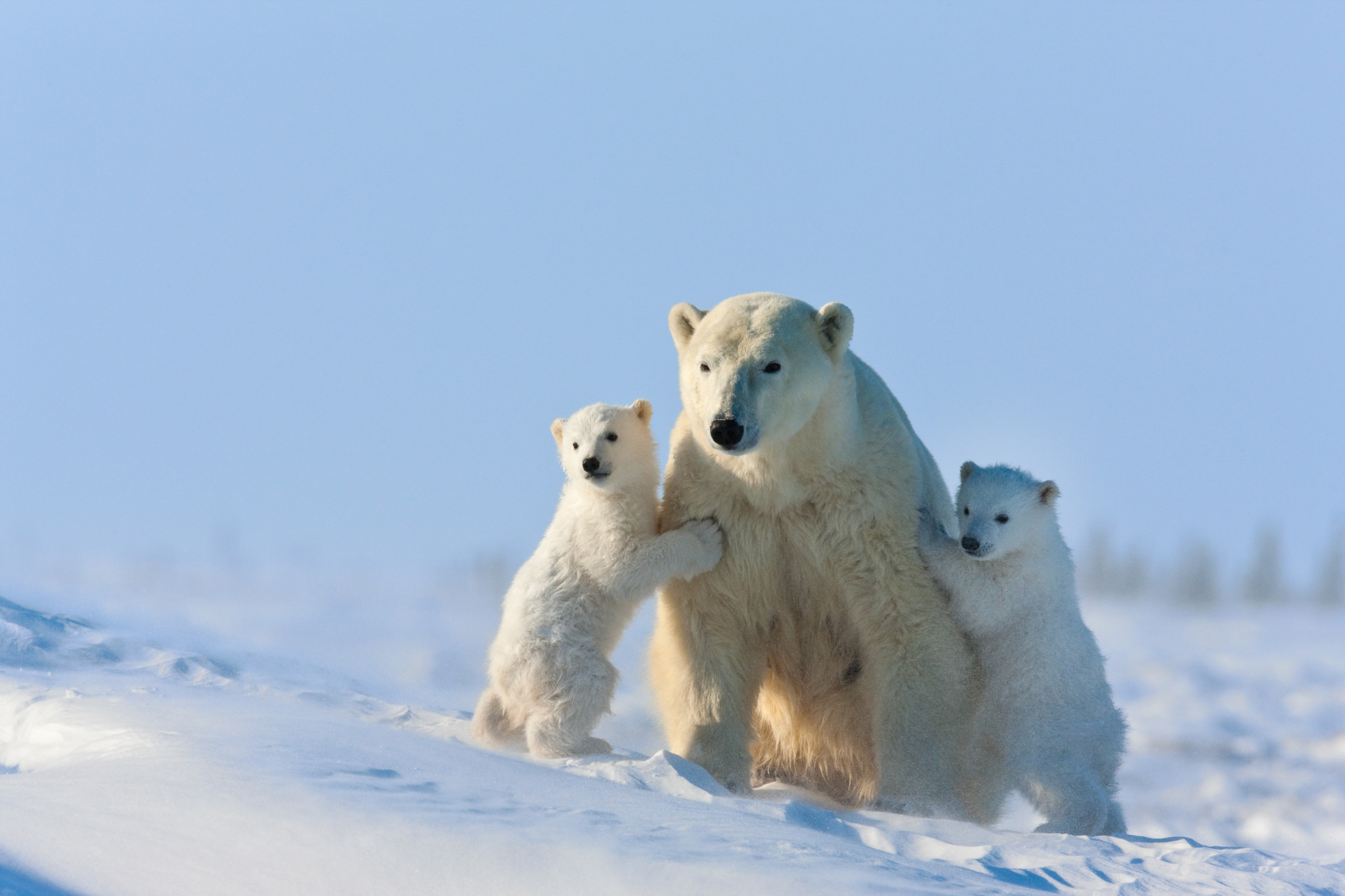 Kids Size & Weight of Polar Bears Polar Bear Babies