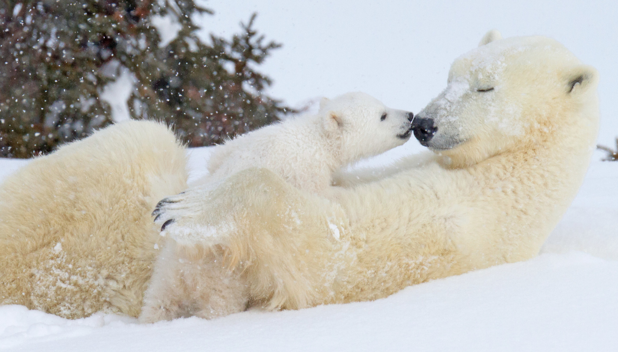 cute white bears